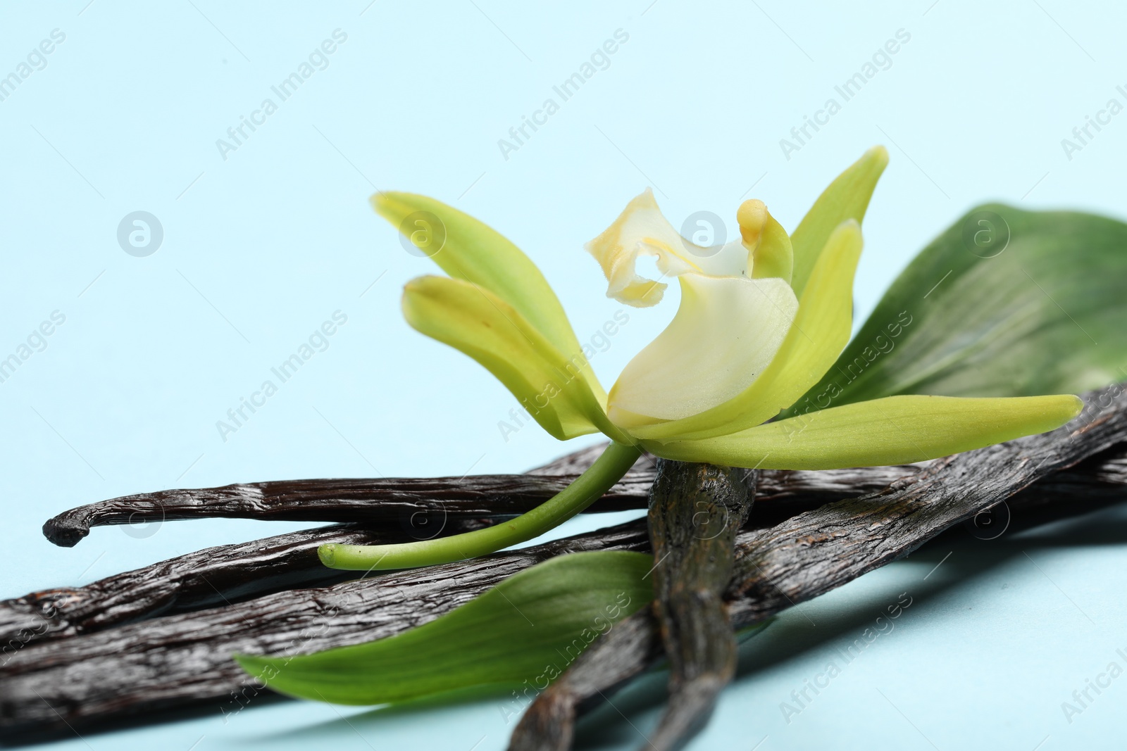 Photo of Vanilla pods, beautiful flower and green leaves on light blue background, closeup