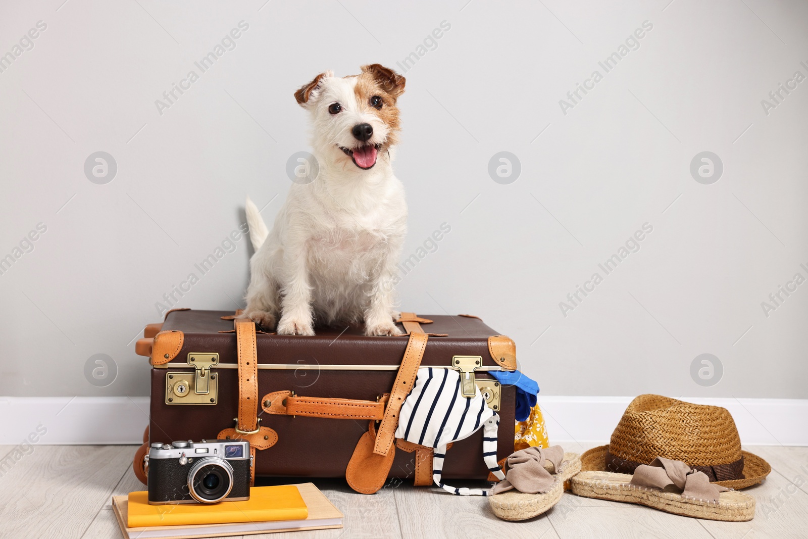 Photo of Travel with pet. Dog, clothes and suitcase indoors