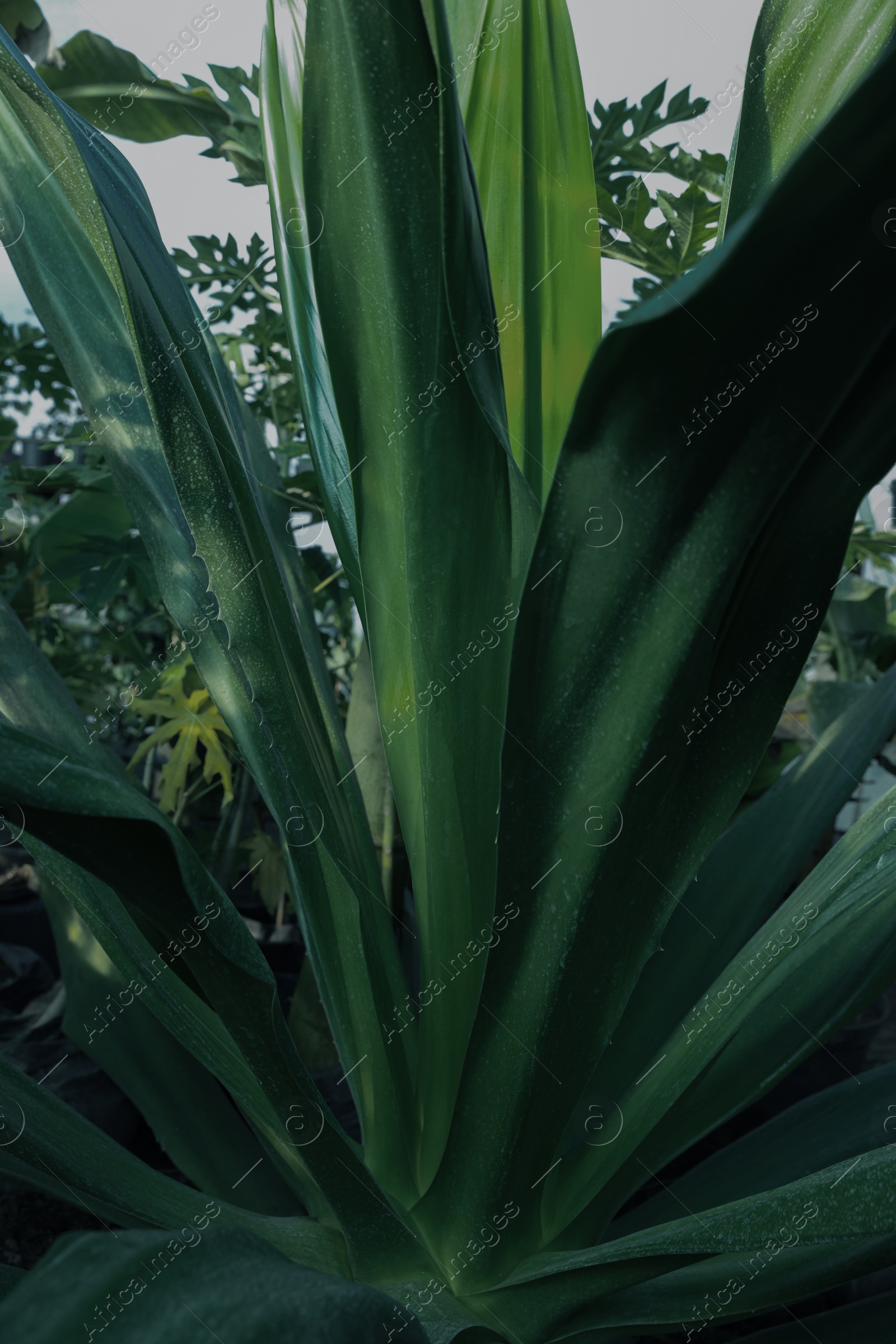 Photo of American aloe with beautiful leaves growing outdoors, closeup. Tropical plant