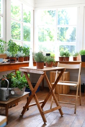 Photo of Different potted home plants and gardening tools in shop