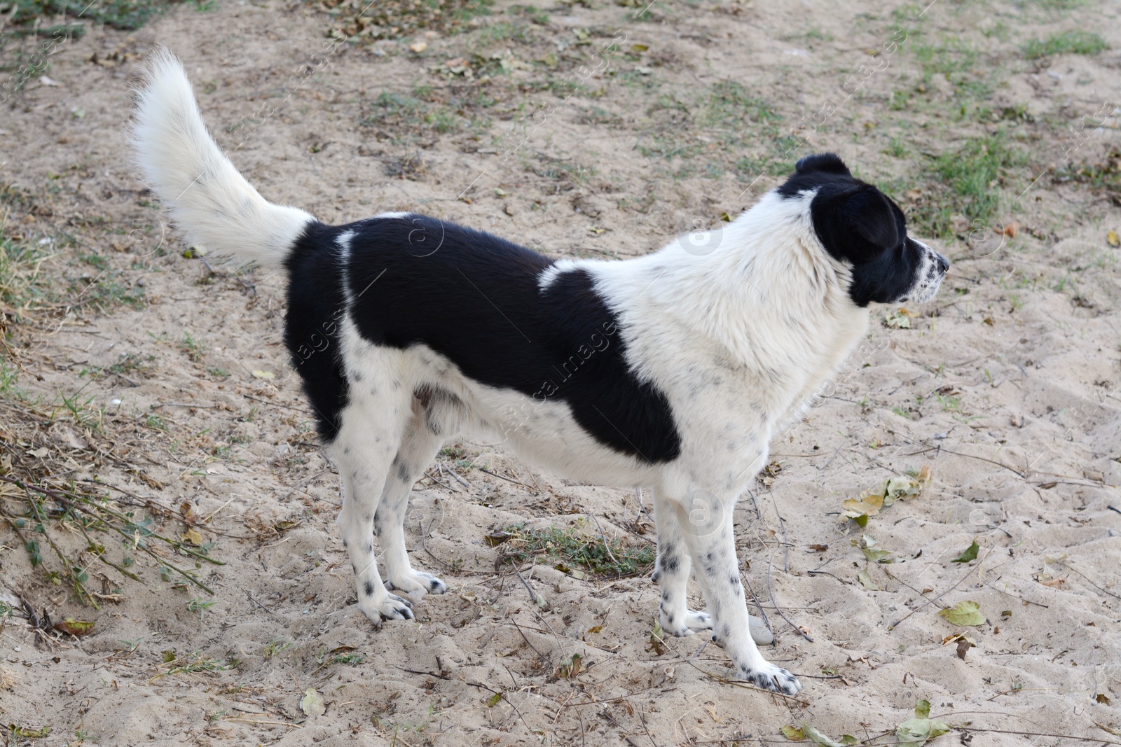 Photo of Lonely stray dog on sandy beach. Homeless pet