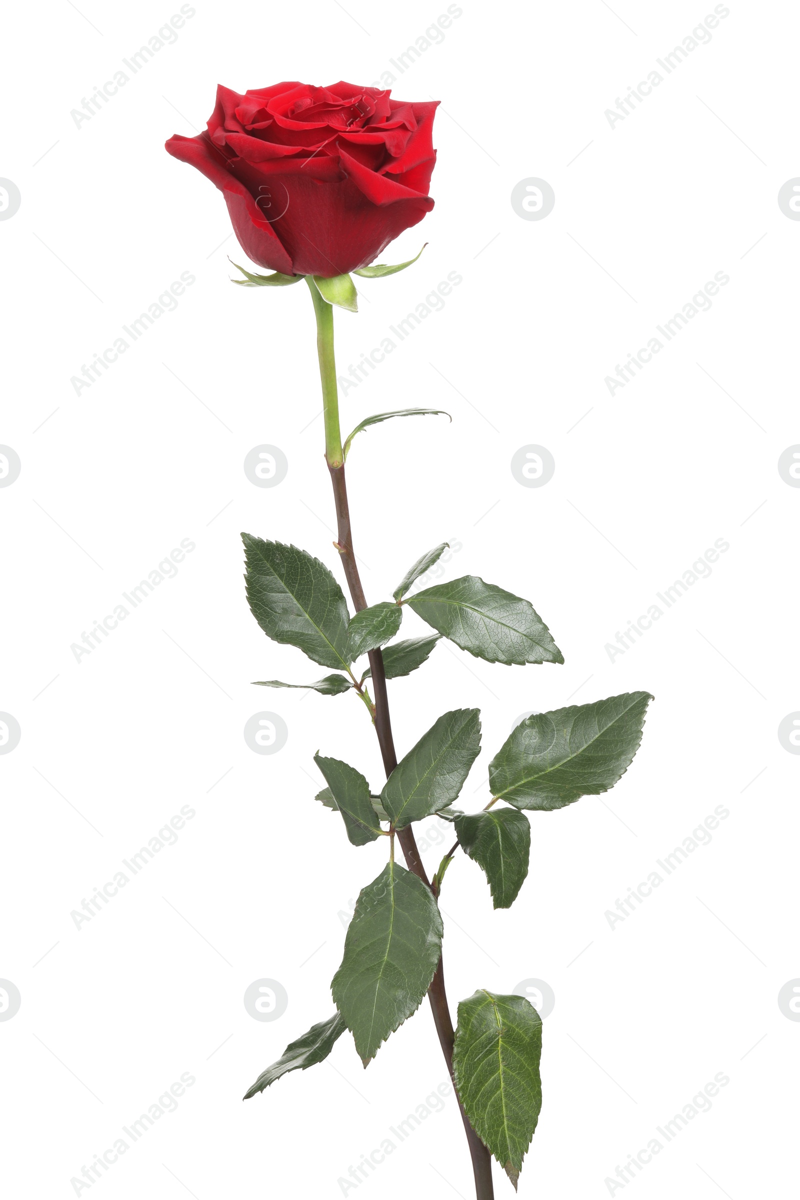 Photo of Beautiful fresh red rose isolated on white