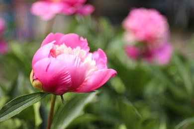 Beautiful pink peony bud outdoors, closeup. Space for text