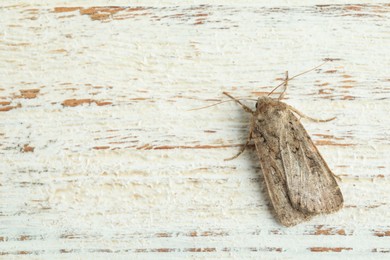 Photo of Paradrina clavipalpis moth on white wooden background, top view. Space for text