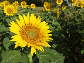 Photo of Beautiful sunflower growing in field on sunny day