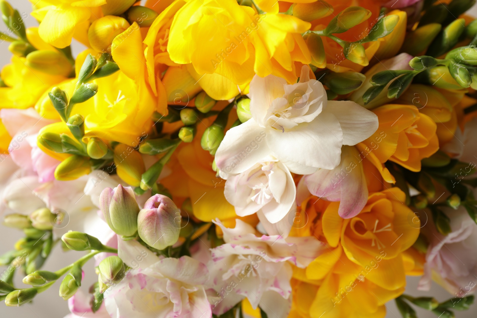 Photo of Beautiful colorful freesia bouquet as background, closeup