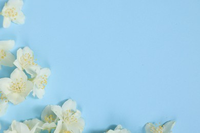 Beautiful jasmine flowers on light blue background, flat lay. Space for text