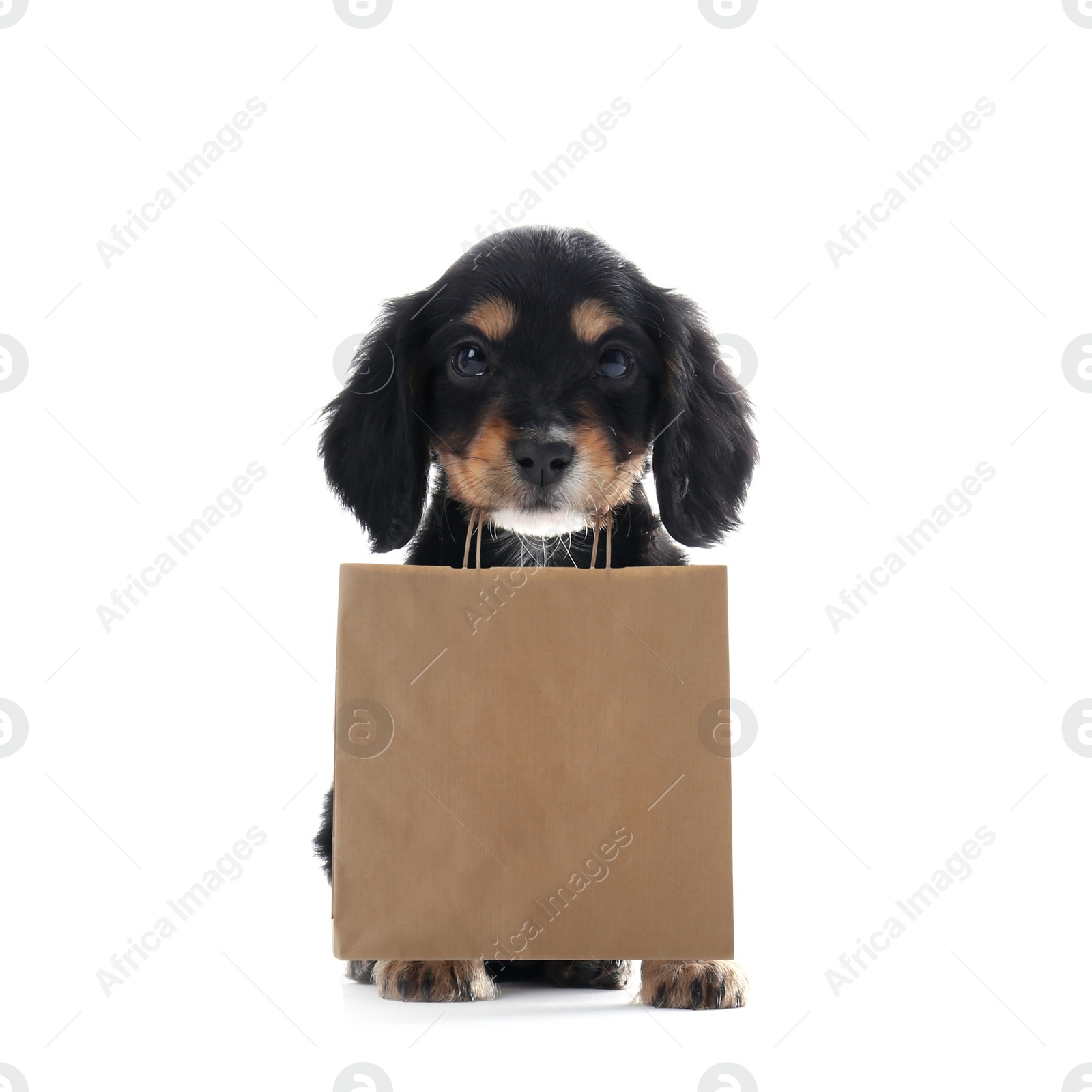 Image of Cute English Cocker Spaniel puppy holding paper shopping bag on white background