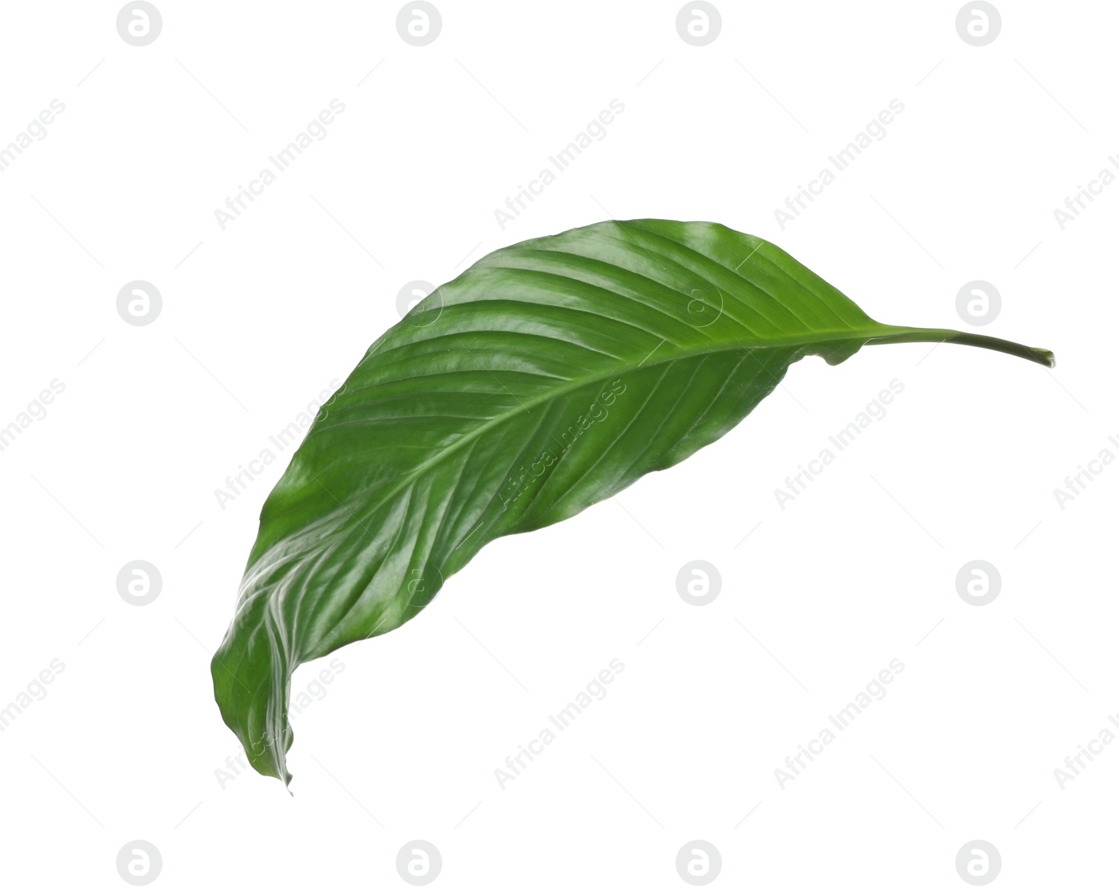 Photo of Leaf of tropical spathiphyllum plant isolated on white