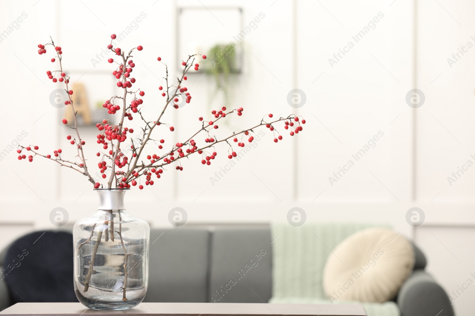 Photo of Hawthorn branches with red berries on table in living room, space for text