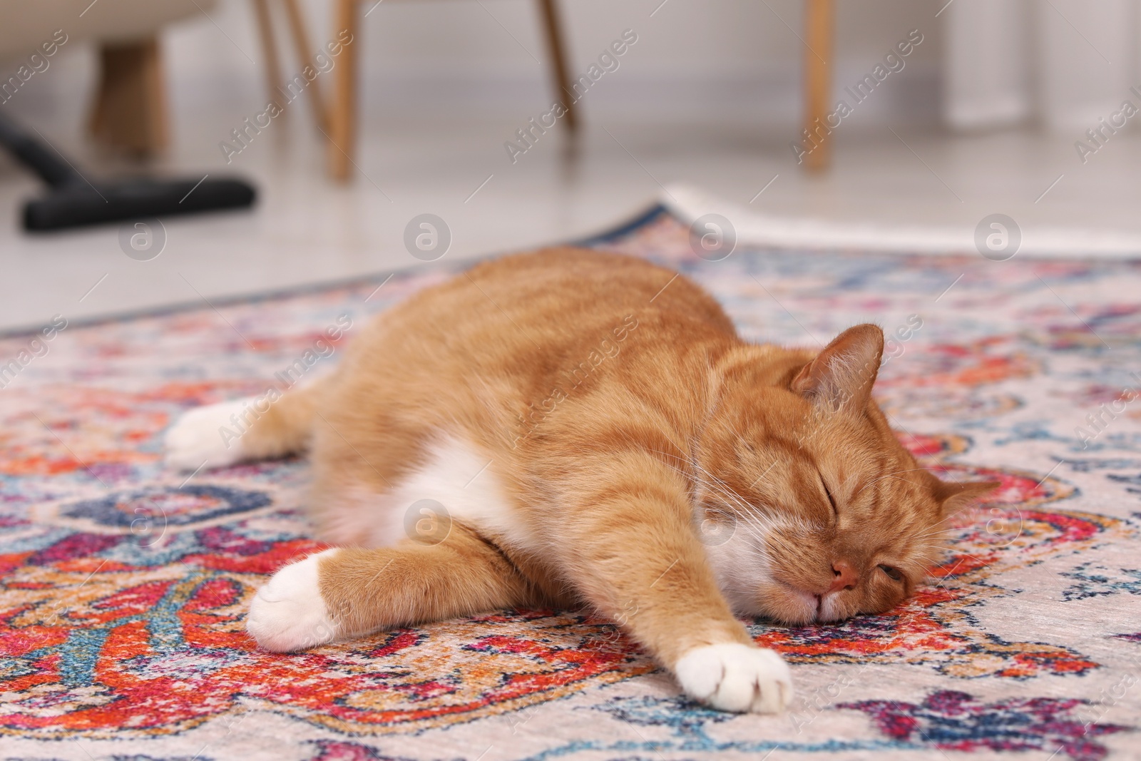 Photo of Cute ginger cat lying on carpet at home