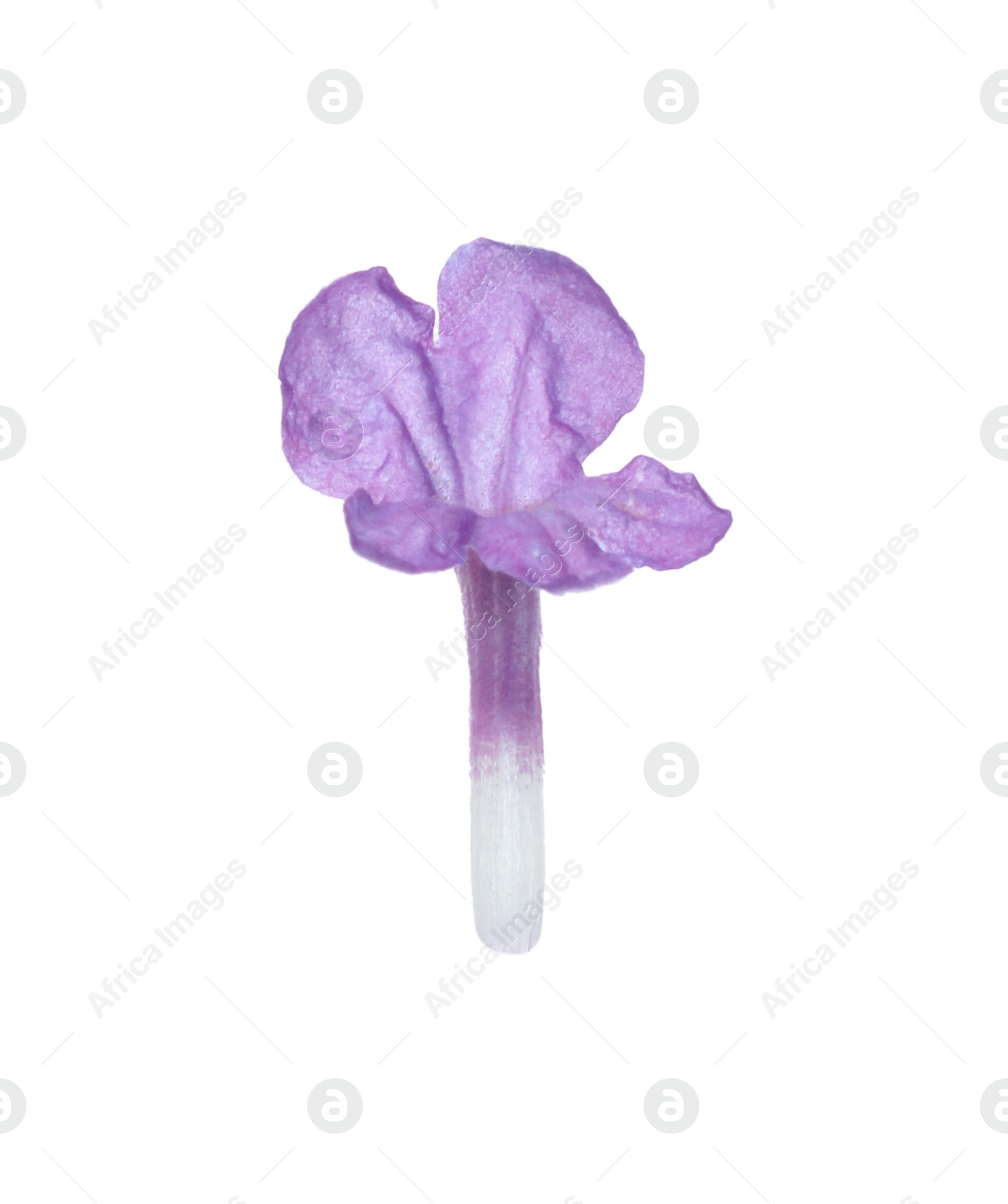 Photo of Beautiful aromatic lavender flower isolated on white