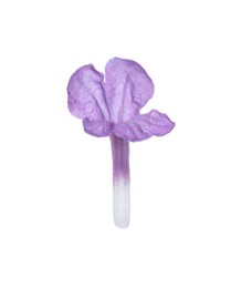 Beautiful aromatic lavender flower isolated on white