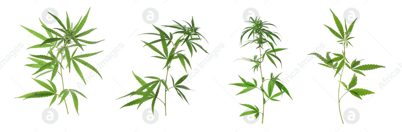 Image of Set of hemp plants on white background, banner design