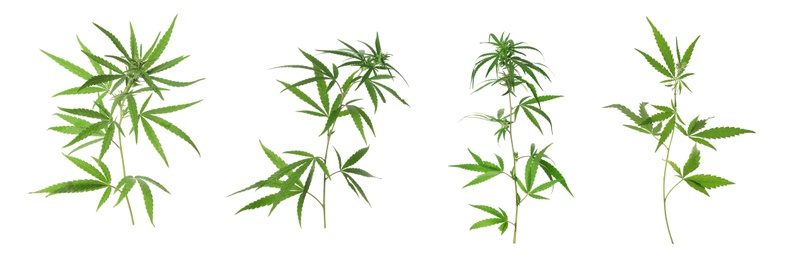 Image of Set of hemp plants on white background, banner design