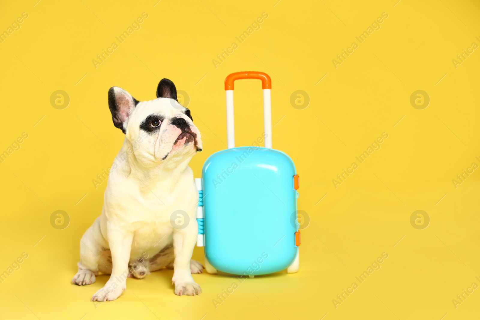 Photo of French bulldog with little suitcase on yellow background. Space for text
