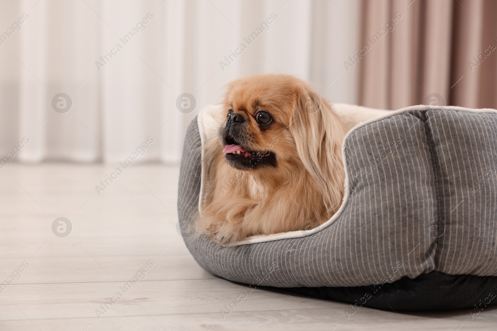 Photo of Cute Pekingese dog on pet bed in room