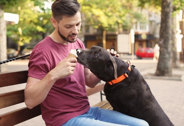 Owner treating his brown labrador retriever with ice-cream outdoors