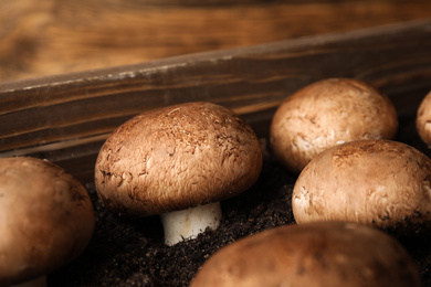 Photo of Brown champignons growing on soil in wooden crate, closeup. Mushrooms cultivation