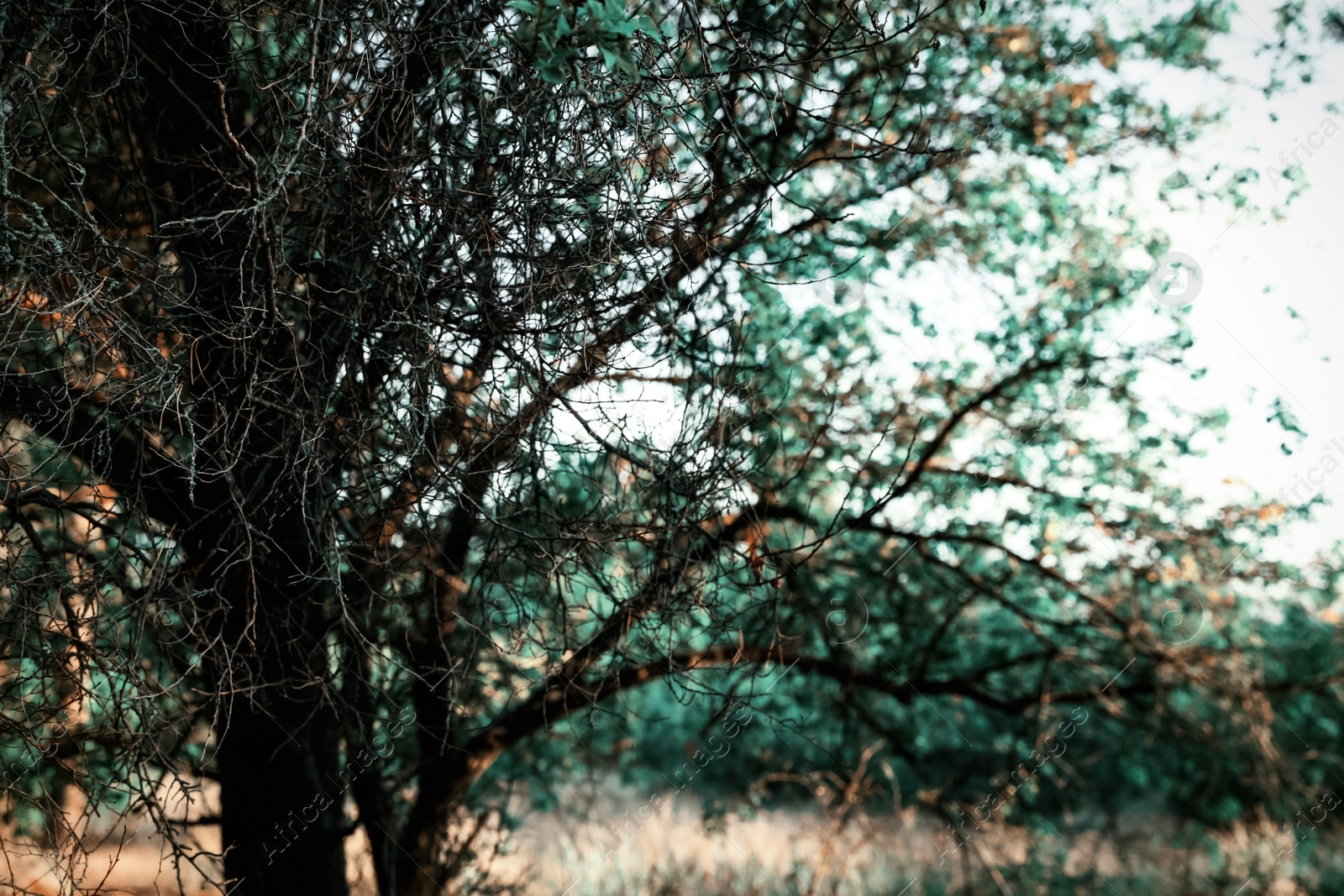 Photo of Tree with leafless branches outdoors, closeup. Fantasy forest