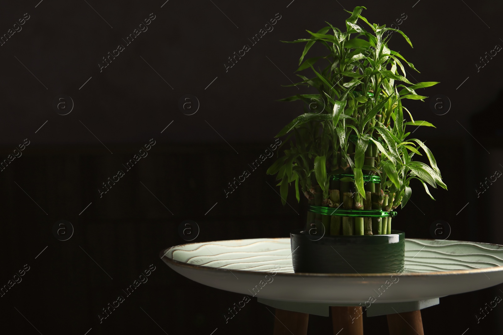 Photo of Table with potted bamboo plant in darkness. Space for text