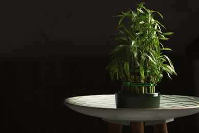 Table with potted bamboo plant in darkness. Space for text