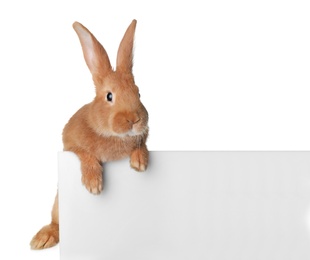 Photo of Cute bunny isolated on white. Easter symbol