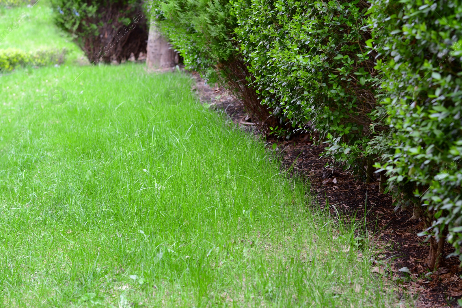 Photo of Green lawn and bushes in park, closeup view
