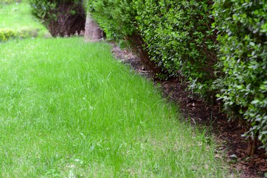 Photo of Green lawn and bushes in park, closeup view