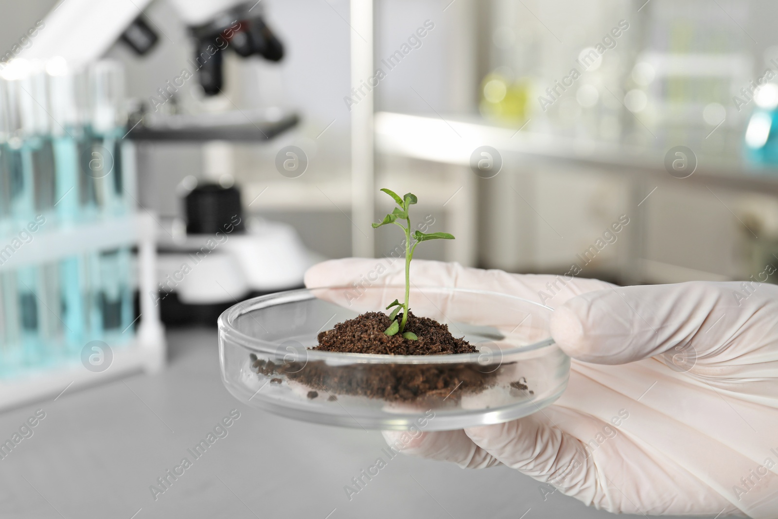 Photo of Analyst holding petri dish with green sprout in laboratory, closeup. Chemical analysis