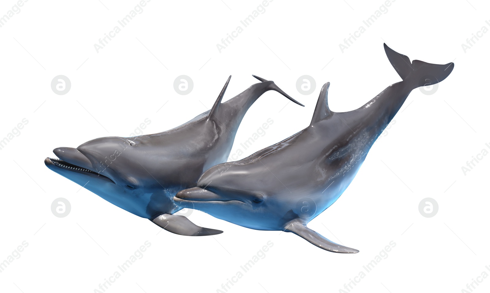 Image of  Beautiful grey bottlenose dolphins on white background