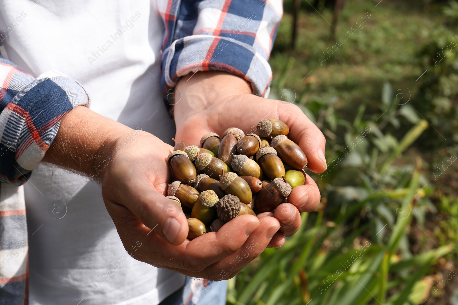 Photo of Man holding pile of dry acorns outdoors, closeup