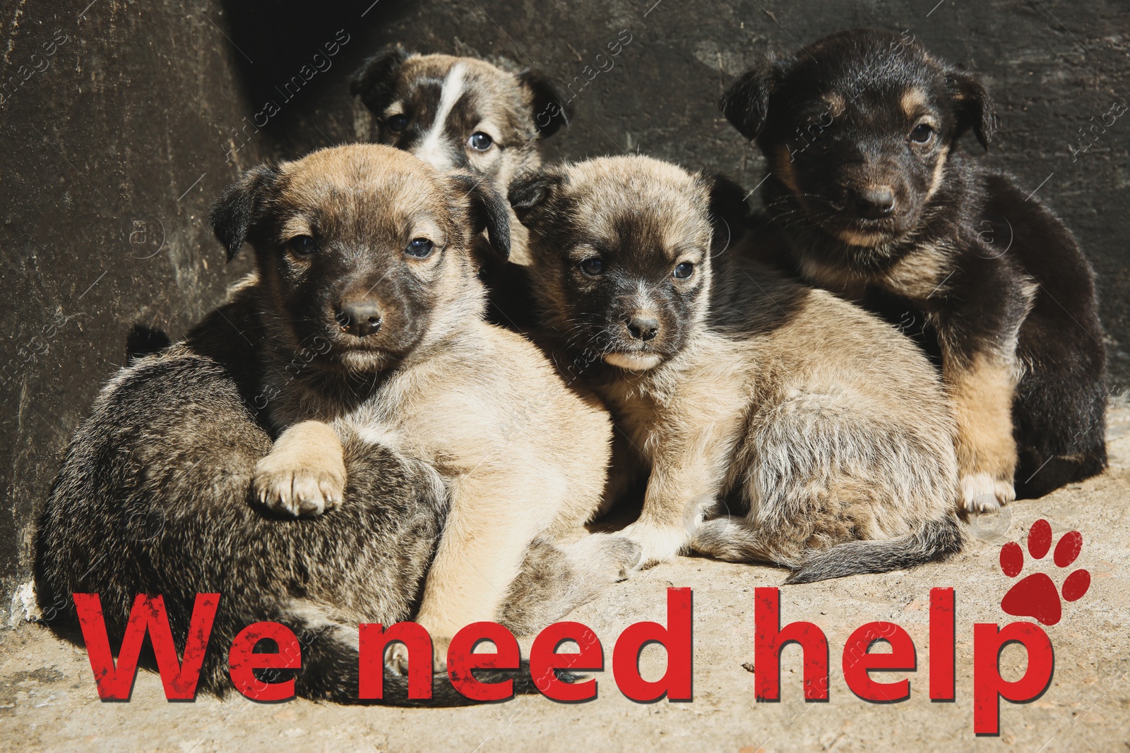 Image of Stray puppies outdoors on sunny day. Baby animals