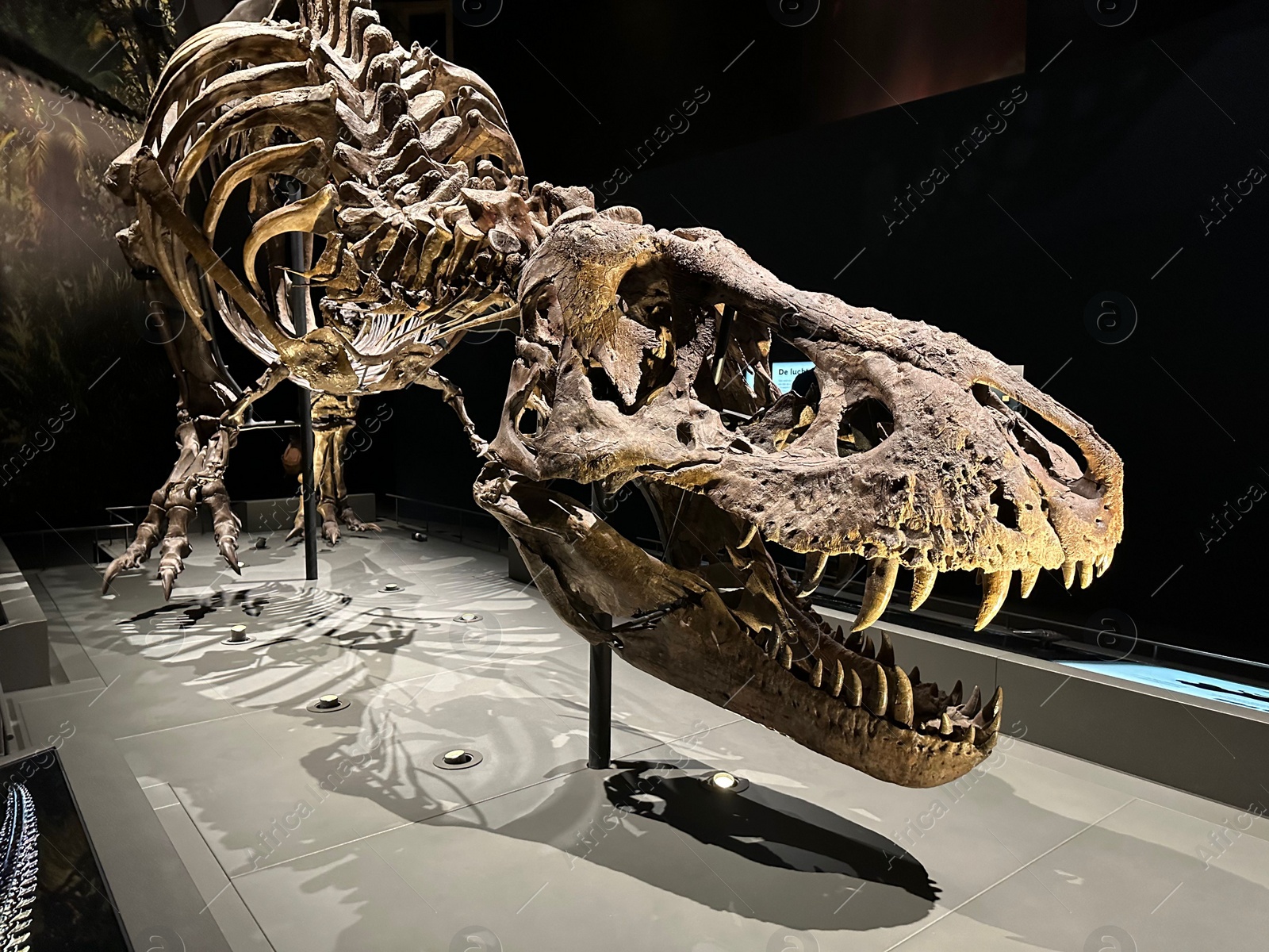 Photo of Leiden, Netherlands - November 19, 2022: Life size skeleton of Tyrannosaur in museum