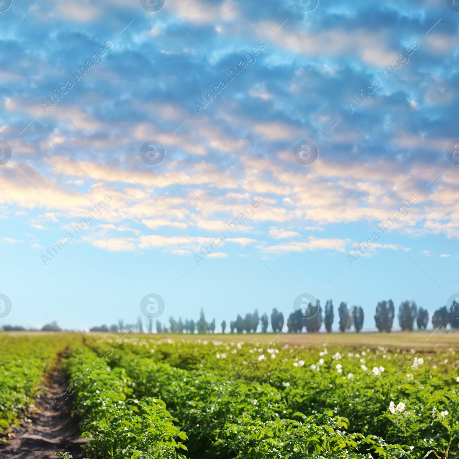 Image of Picturesque view of blooming potato field and cloudy sky. Organic farming