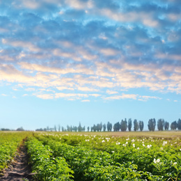 Image of Picturesque view of blooming potato field and cloudy sky. Organic farming