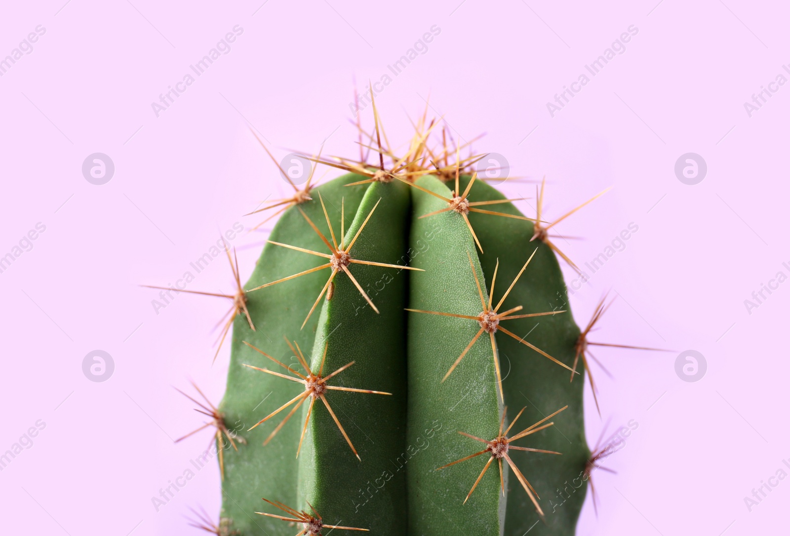 Photo of Beautiful green cactus on violet background, closeup. Tropical plant