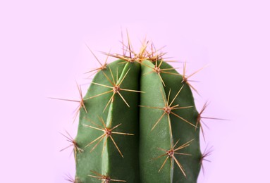 Photo of Beautiful green cactus on violet background, closeup. Tropical plant