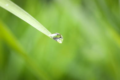 Water drop on grass blade against blurred background, closeup