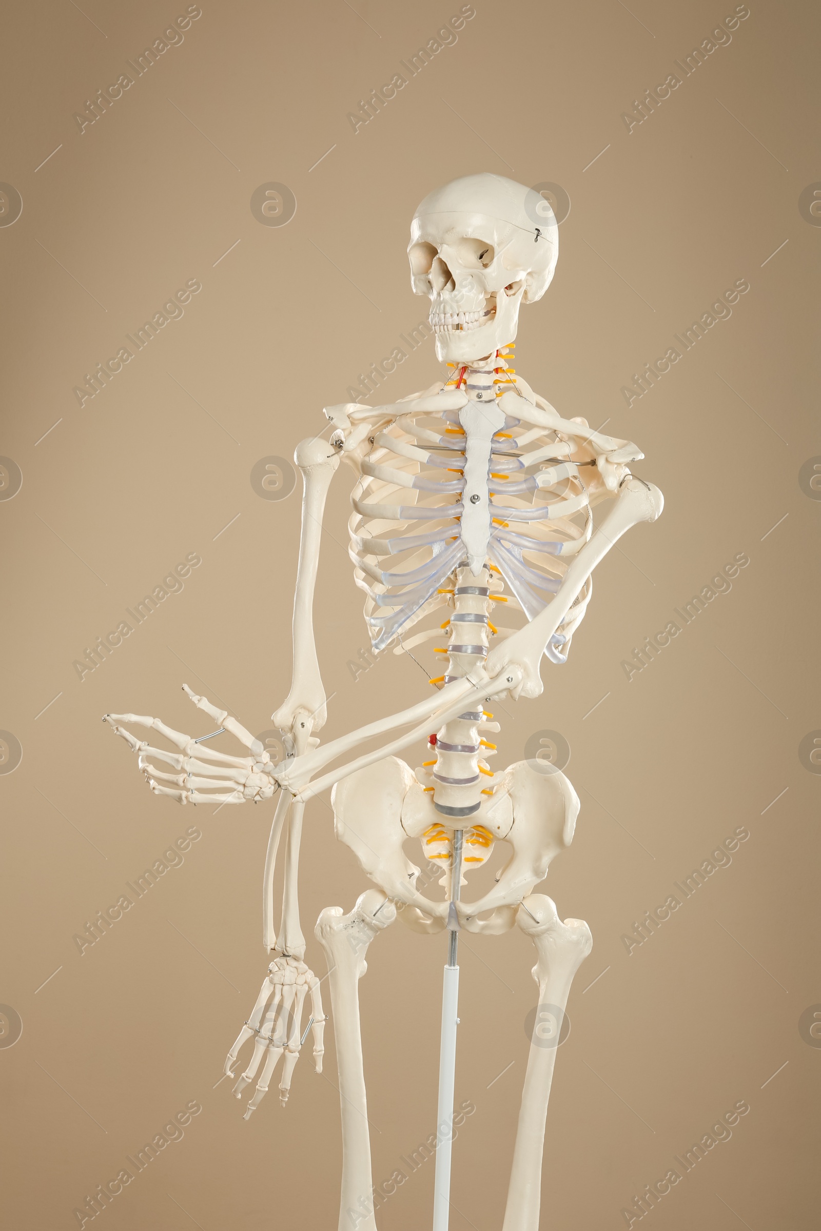 Photo of Artificial human skeleton model on beige background