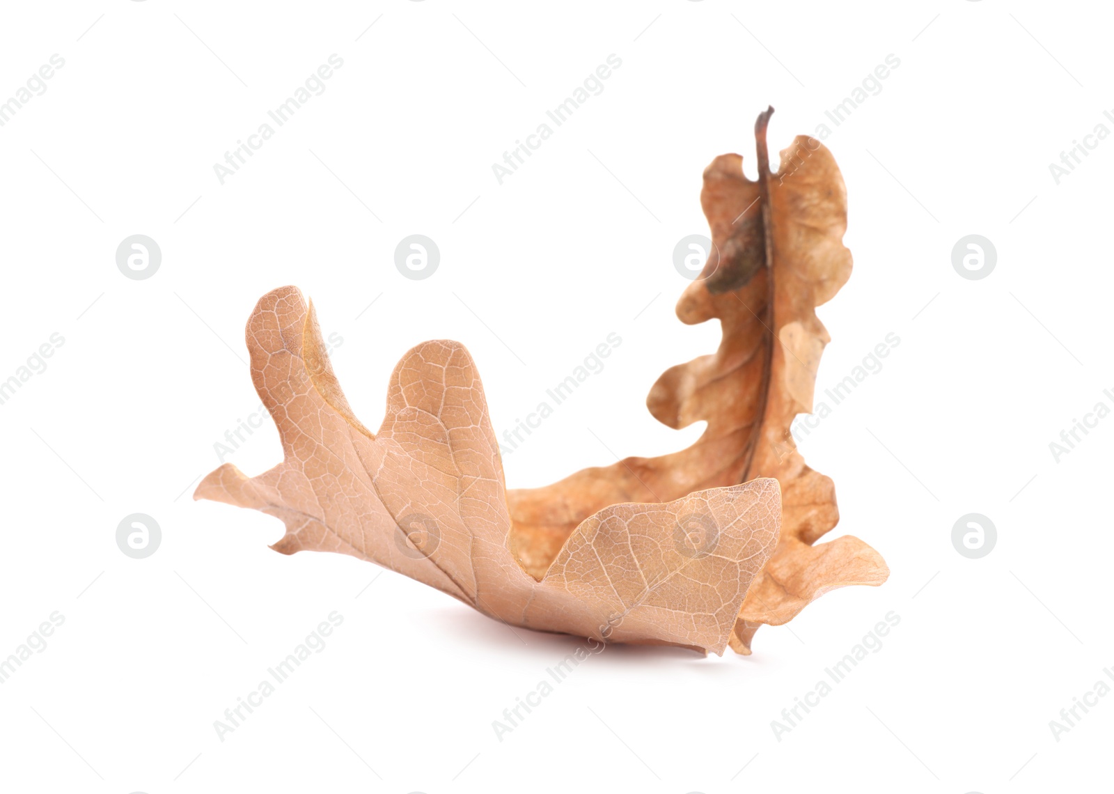 Photo of Autumn season. One dry oak leaf isolated on white