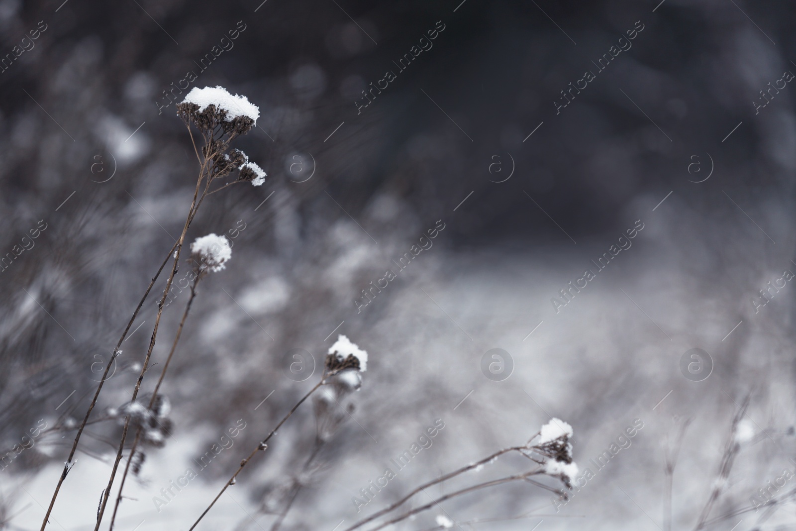 Photo of Dry plants covered with snow outdoors on cold winter morning, closeup