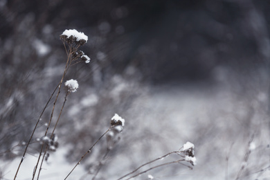 Dry plants covered with snow outdoors on cold winter morning, closeup