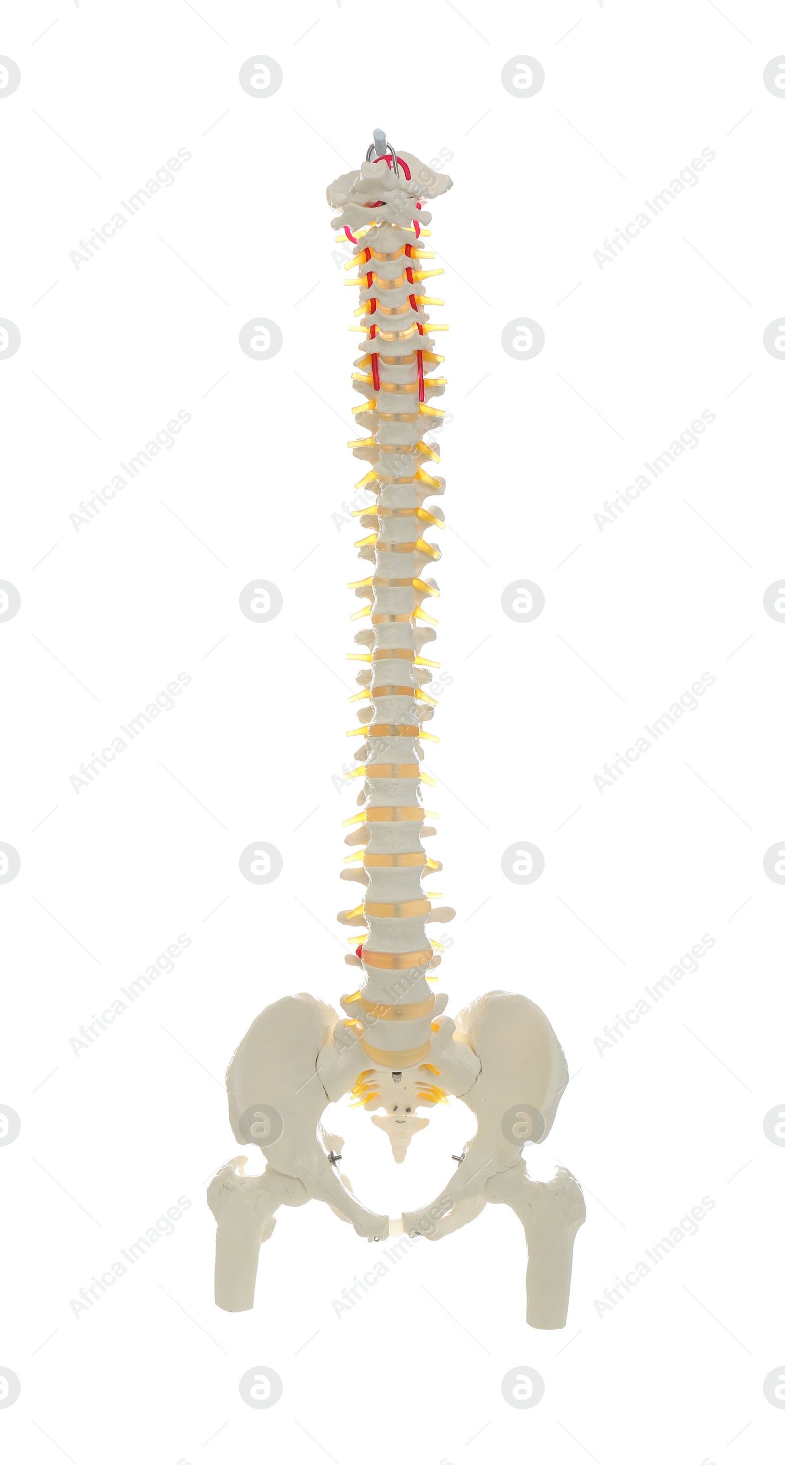 Photo of Artificial human spine model isolated on white