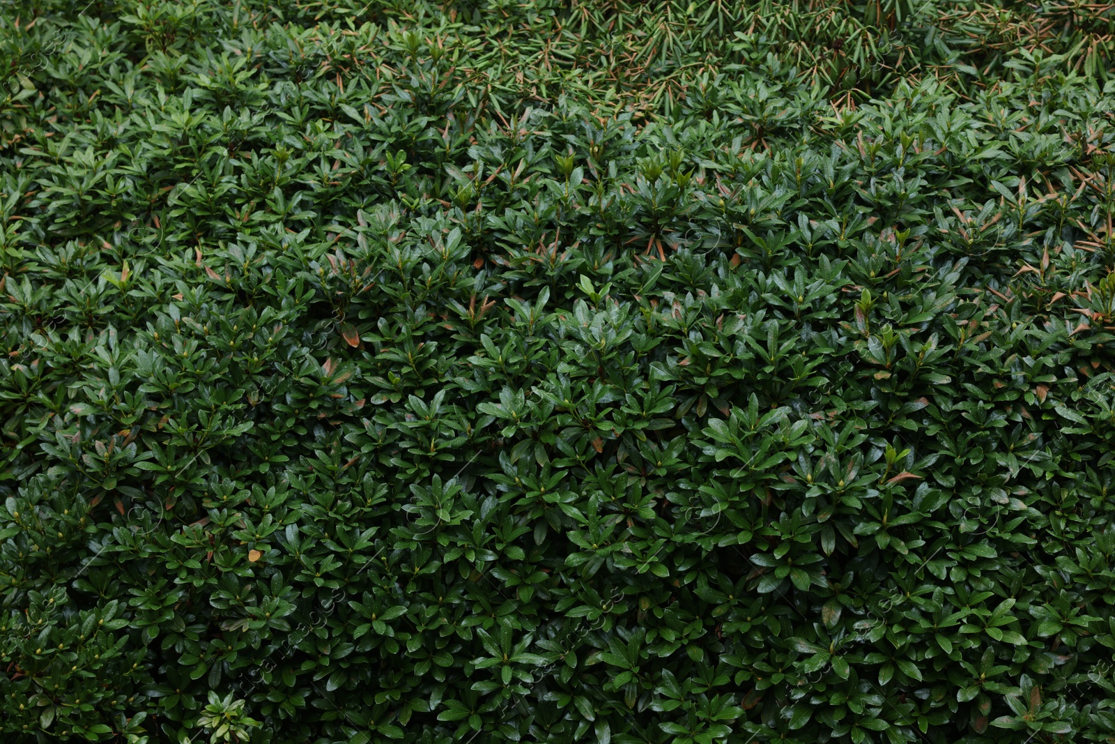 Photo of Beautiful green boxwood shrub as background, closeup. Gardening and landscaping