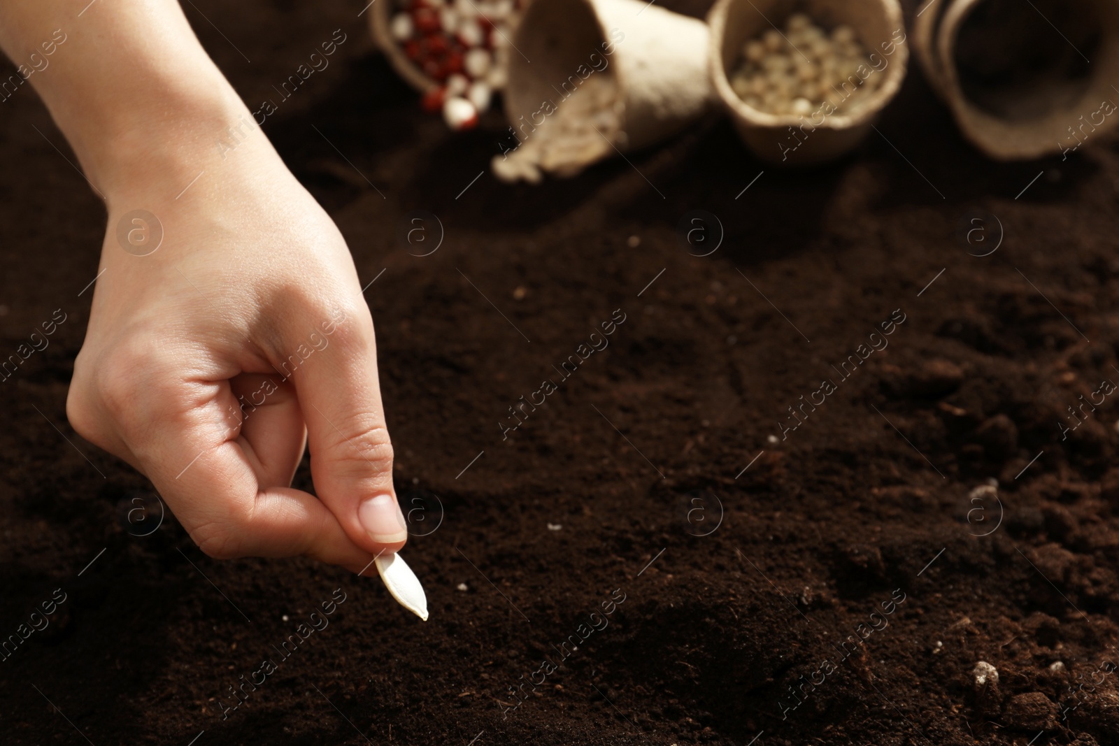 Photo of Woman planting pumpkin seeds into fertile soil, closeup. Vegetables growing