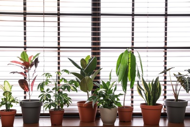 Photo of Different green potted plants on window sill at home