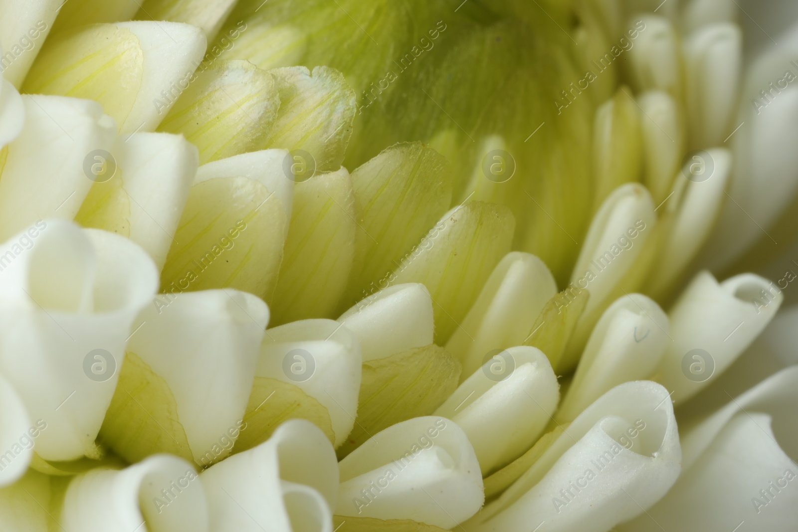 Photo of One beautiful white flower as background, macro