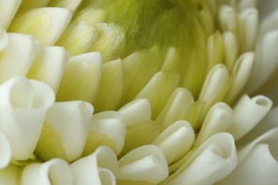 Photo of One beautiful white flower as background, macro