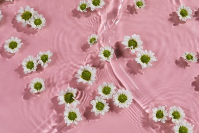 Photo of Beautiful chrysanthemum flowers in water on pink background, top view